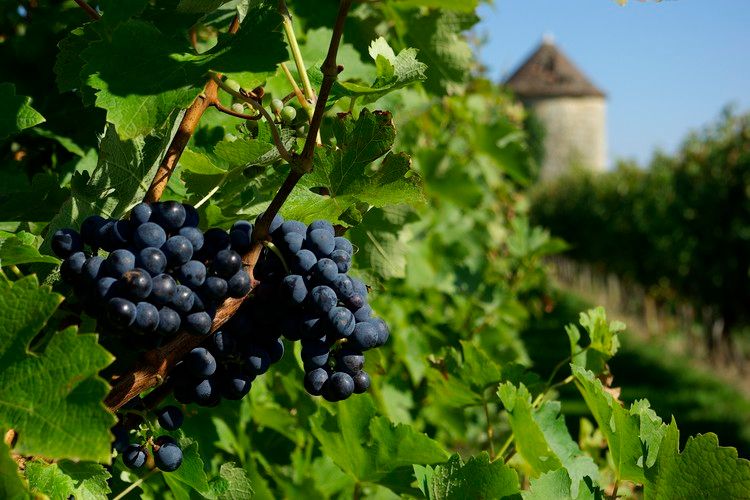 6 - Son vignoble