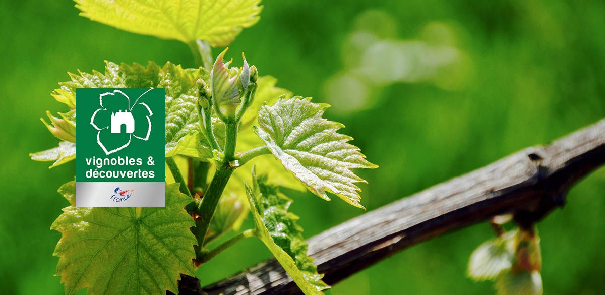 Préparez votre séjour au coeur du vignoble