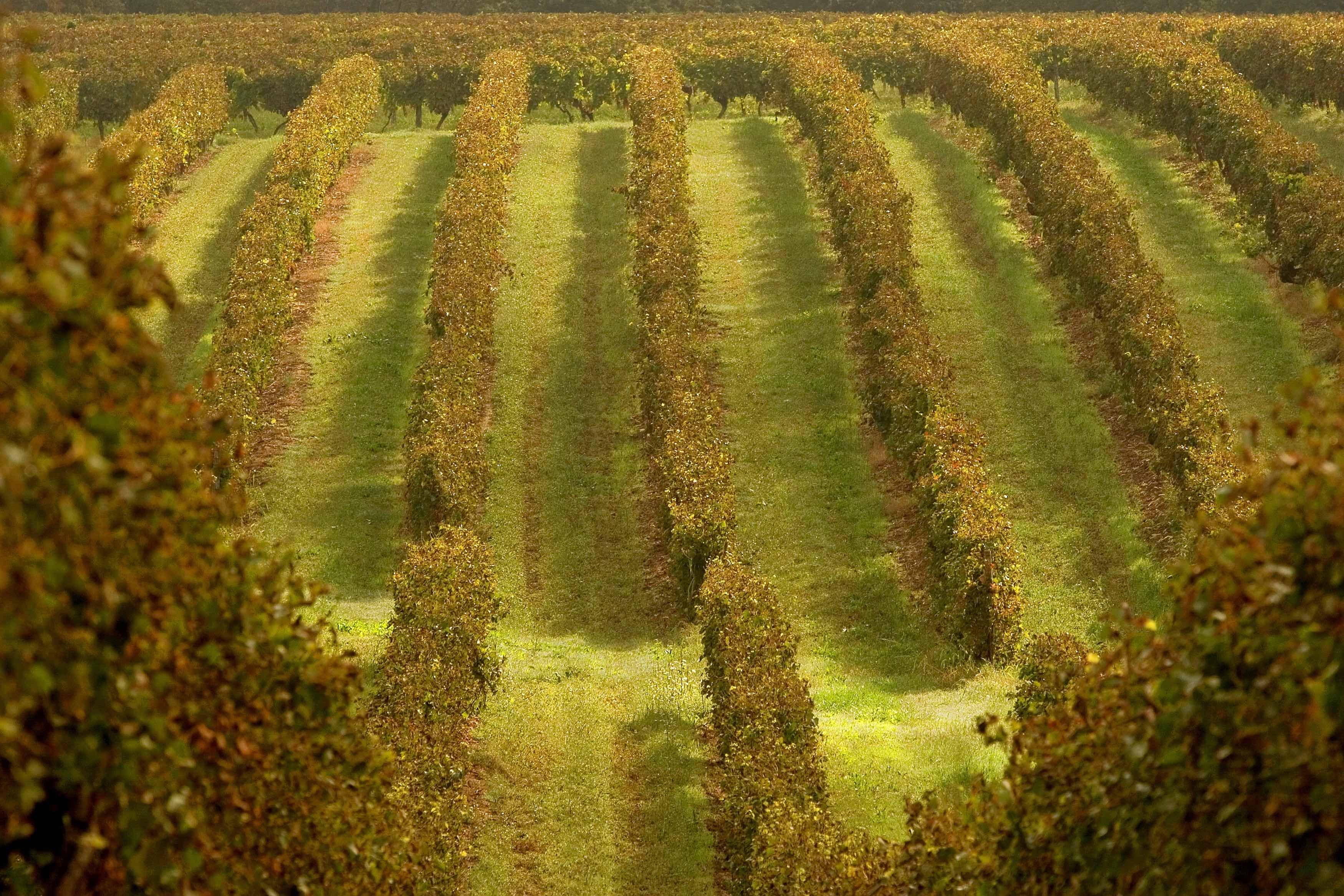 La richesse de notre vignoble !