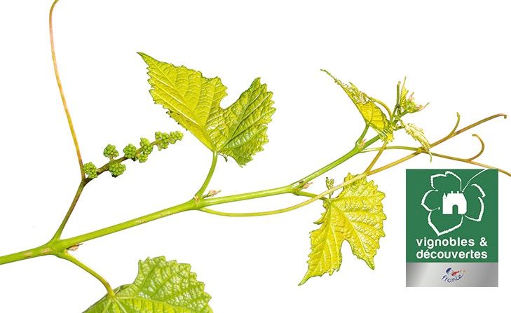 Vignobles & Découvertes dans le Gers