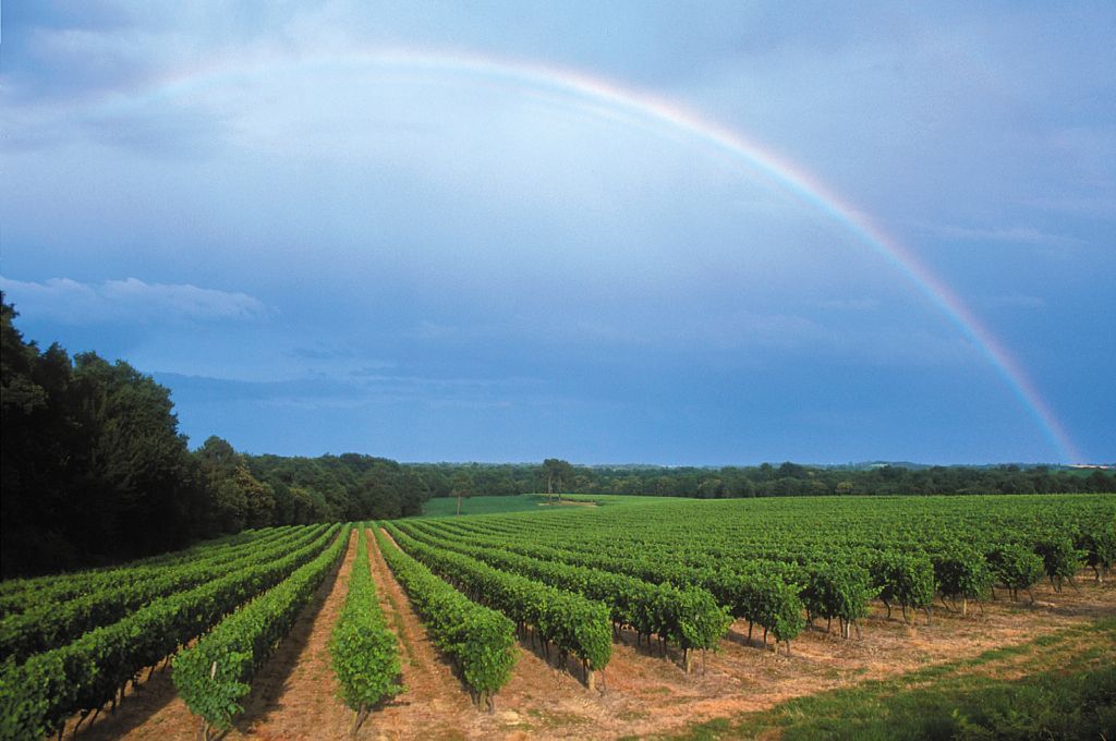 AU COEUR DES VIGNOBLES