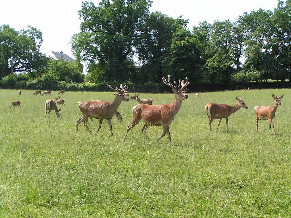 LA FERME AUX CERFS