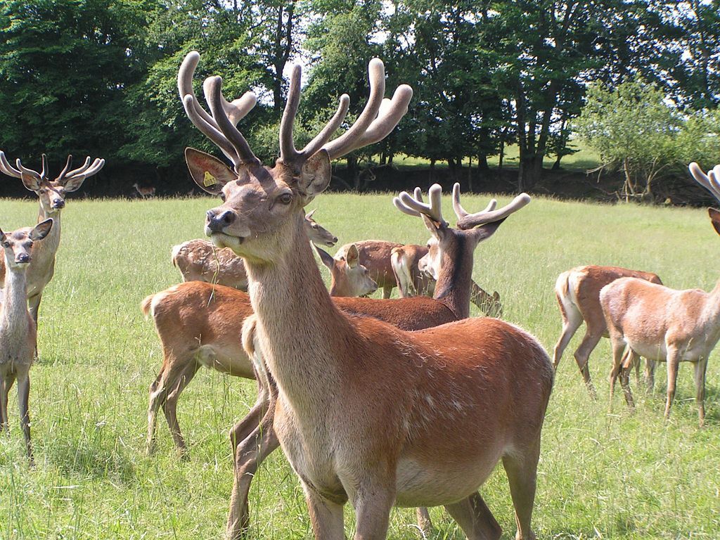 LA FERME AUX CERFS
