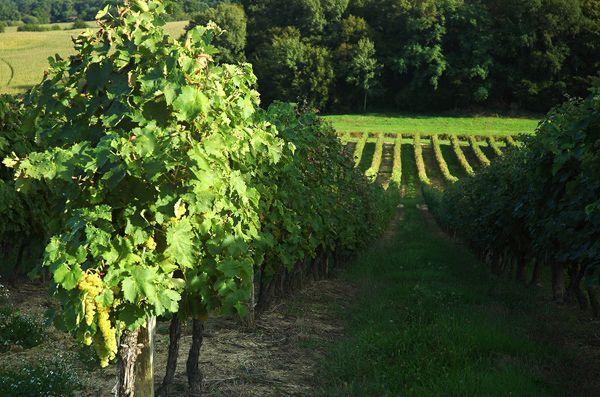AUTOUR DU CHATEAU FEODAL A COURRENSAN
