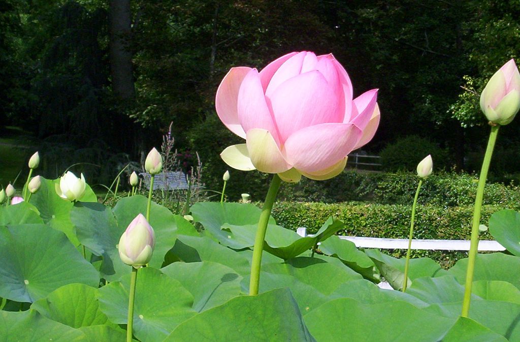 JARDINS ET VILLAGES FLEURIS DE L'OUEST DU GERS