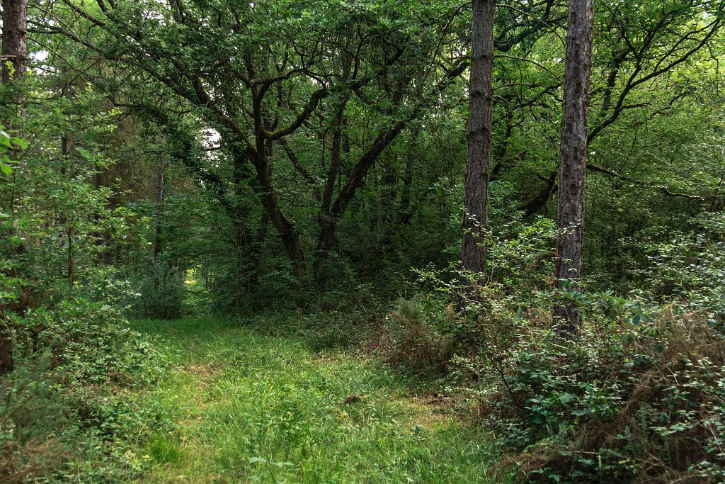 BOIS DES MOINES