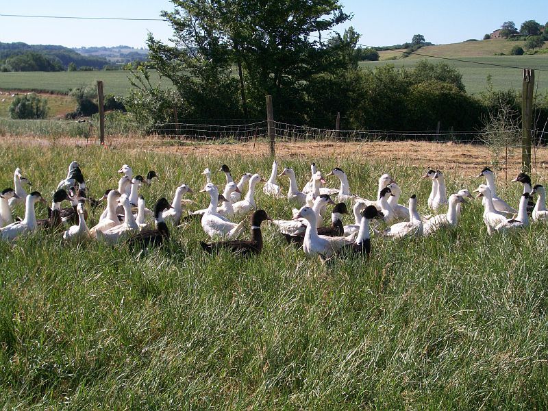 Collection Tourisme Gers/Ferme Fleurie