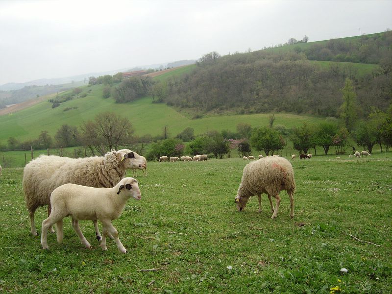 Collection Tourisme Gers/Ferme de Baylac