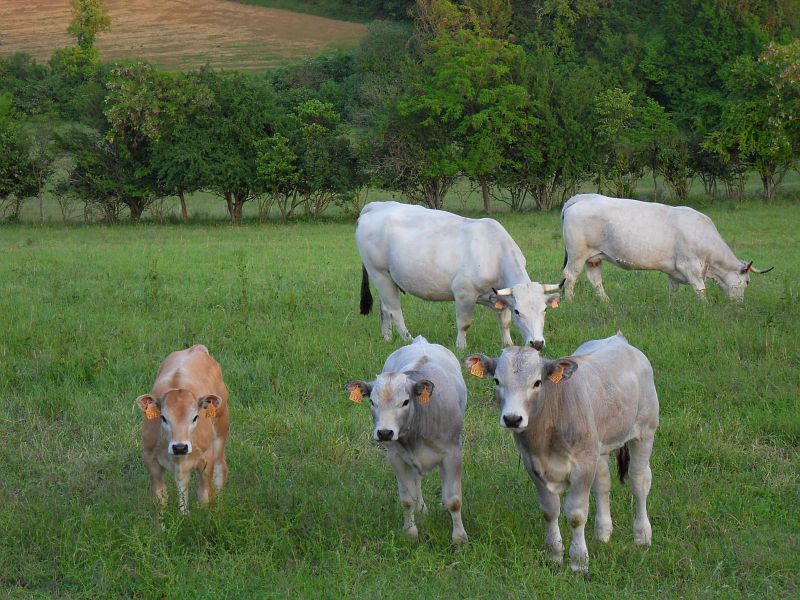 Collection Tourisme Gers/Ferme de Baylac