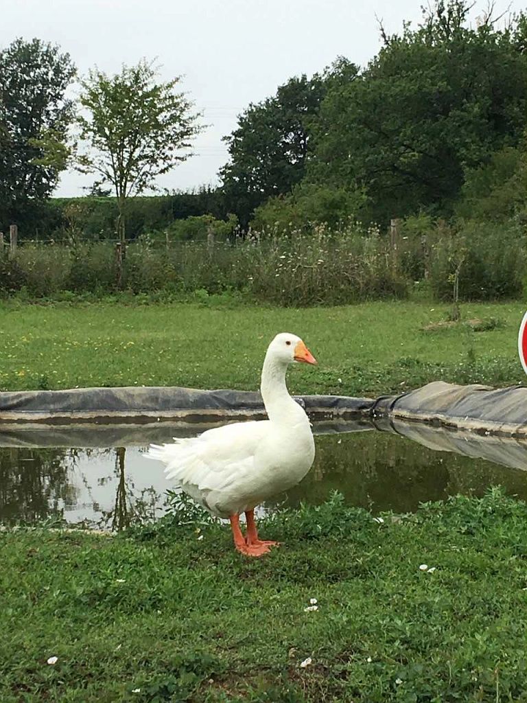 LA FERME DE HUSTET