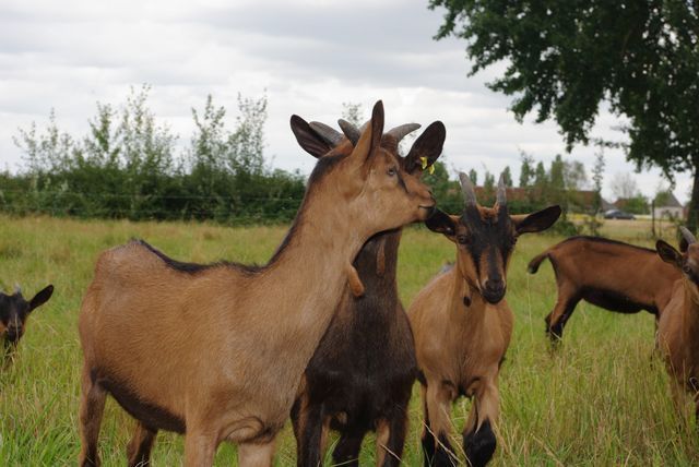 LES CHÈVRES D'ÉLODIE