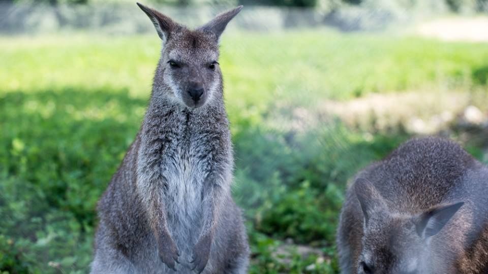 PARC ANIMALIER- LE VALLON DES KANGOUROUS