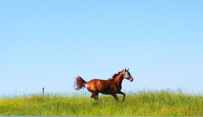 Collection Tourisme Gers/Ottga Ferme equestre