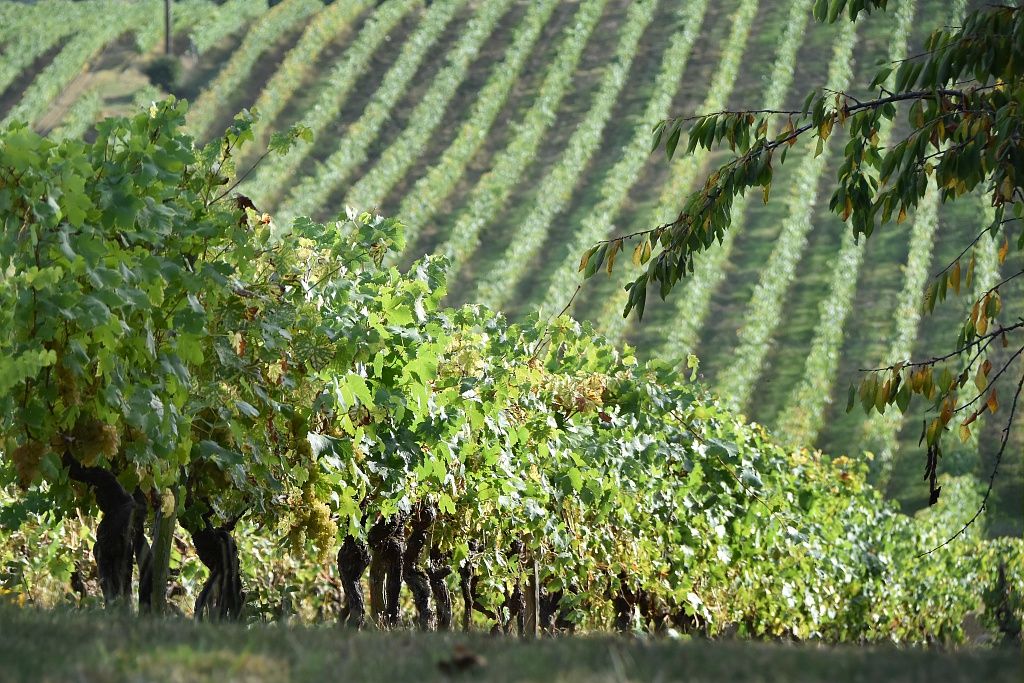 Collection Tourisme Gers/Domaine de Bilé