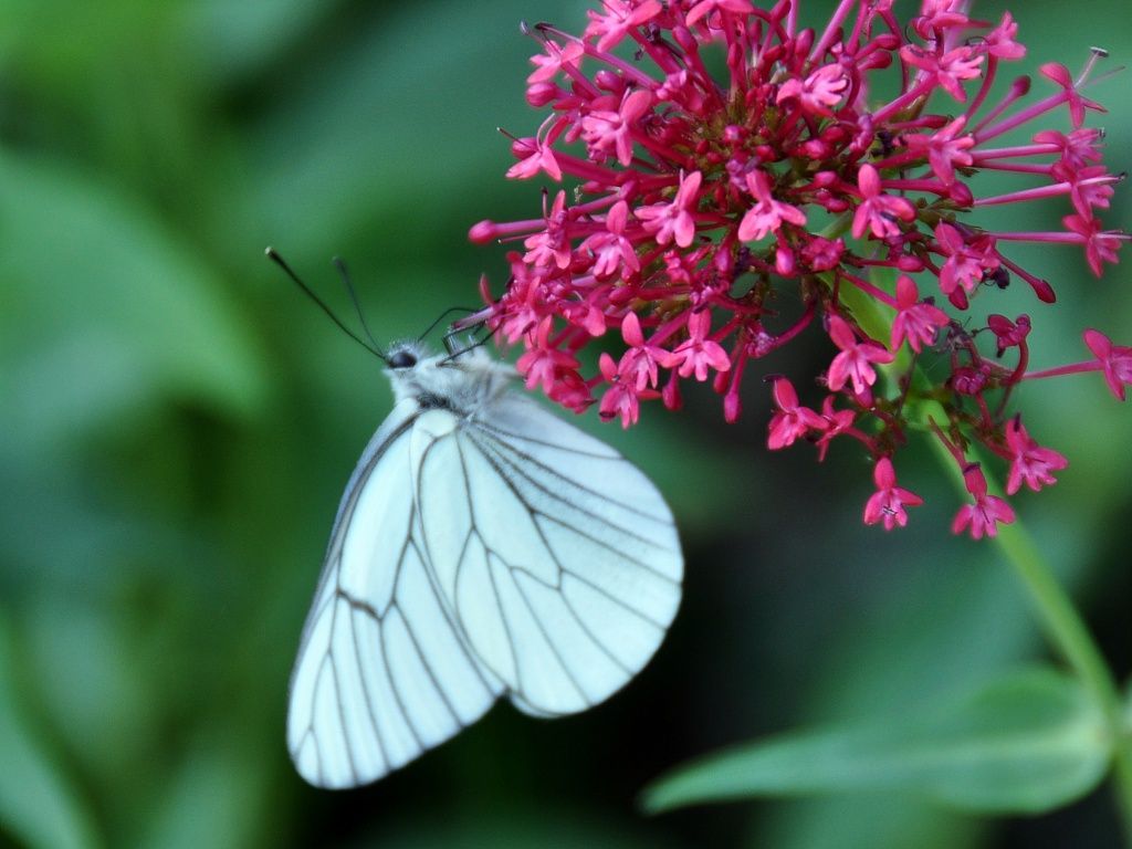 EXPOSITION AU CPIE PAYS GERSOIS: JARDINONS AU NATUREL