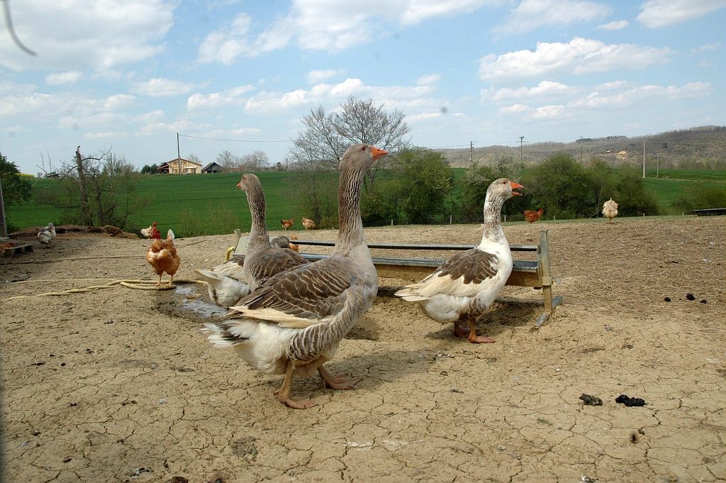 Collcetion tourisme Gers/ ferme de l'aoueille