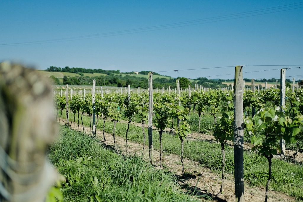 APPRENDRE À FABRIQUER L'ARMAGNAC EN GASCOGNE
