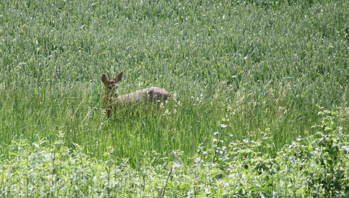 Notre nature