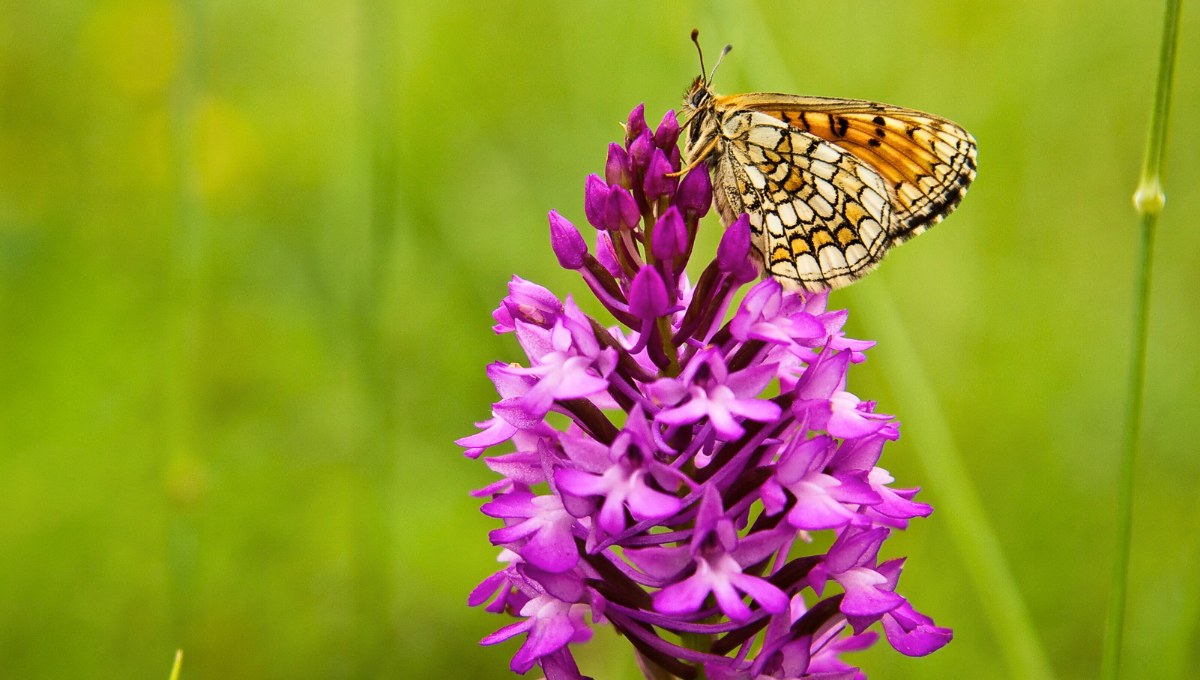 Admirer les orchidées sauvages sur le « chemin des orchidées »